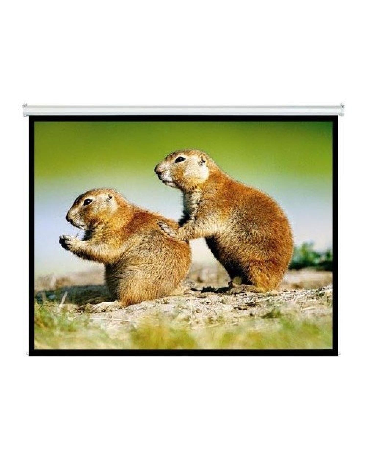 PANTALLA INTELAID PROYECTOR 120 PULGADAS COLGANTE IT-SPS120